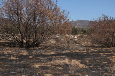 A landscape where a wildfire has burned, the ground is blackened and there are bushes burned in the middle of the picture. Green hill sides can be seen in the background, behind the bushes.